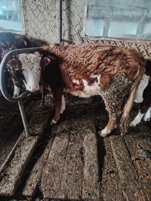 Продам тёлку 1,5