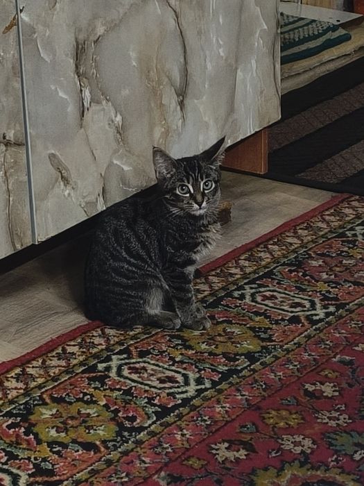 Отдам кошек в хорошие руки