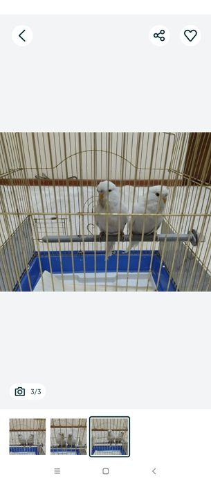 Попугаи Андуки самец и самка