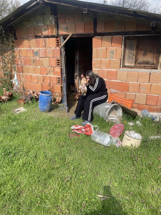 Кокошки те са на 12 месеца