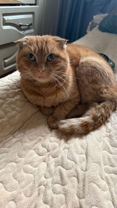 Отдам кота 2годика