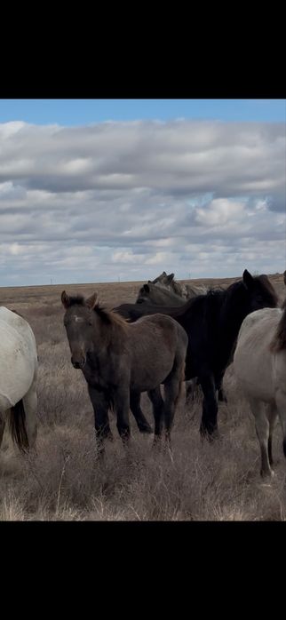 Продам жабагы оптом 220 тыс