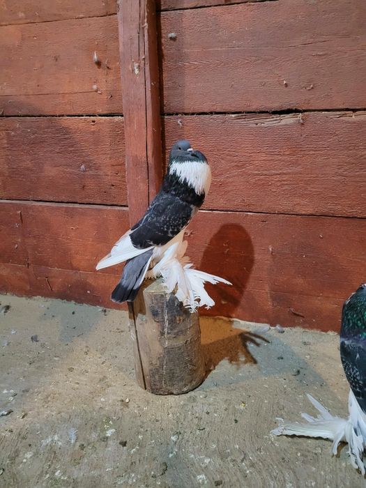 Porumbei diferite rase