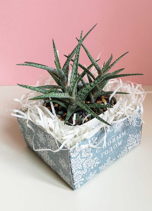 Суккуленты разные