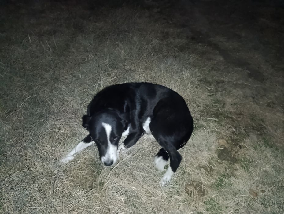 Ит сатылады тегін берем