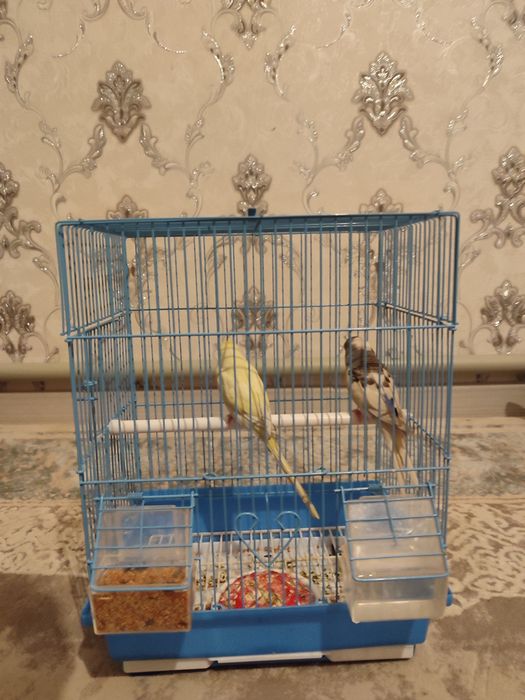 Попугай с домом хорошие