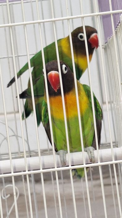 Попугаи неразлучники