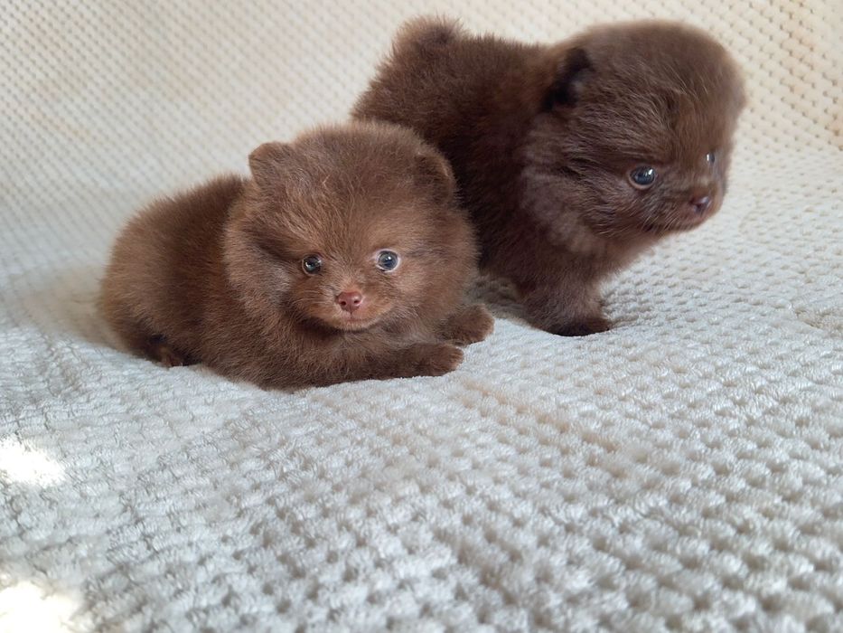 Шоколадные мини шпицы