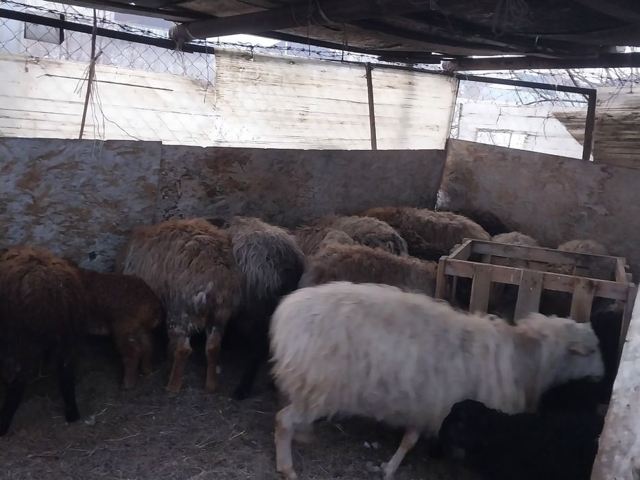 Продам  овец с ягнятами