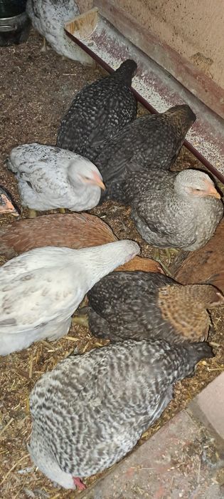 Vând 20 de pui colorați 3 luni