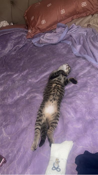 Отдам котенка бесплатно