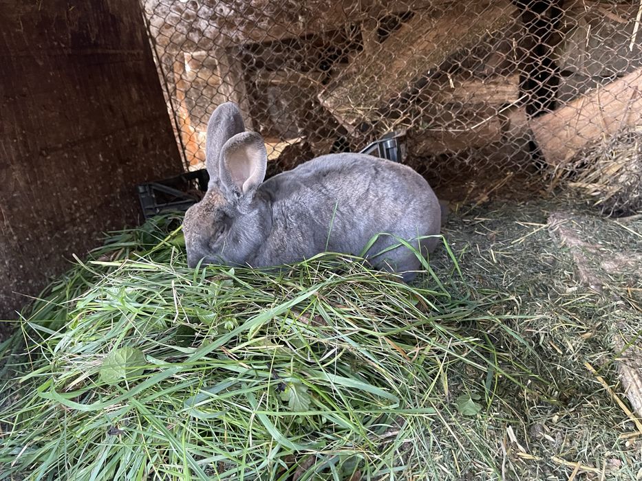 Iepuri Rex Albastru, Rex Otter, Rex Gri, Rex Negru, Rex Alb