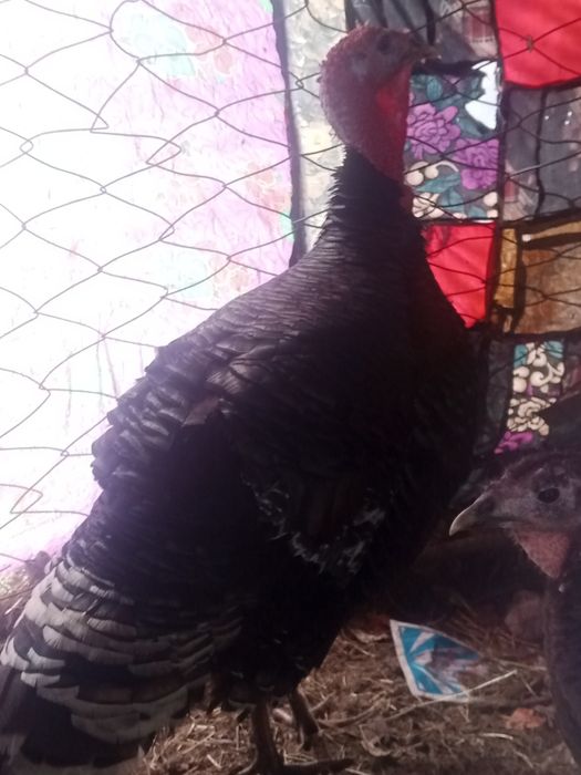 Erkak induklar sotiladi manzil surxondaryo viloyati Sariosiyo tumani