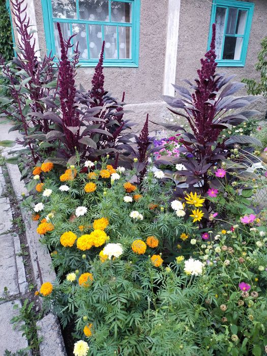 Продаю дачу в обществе "Мичуринец"