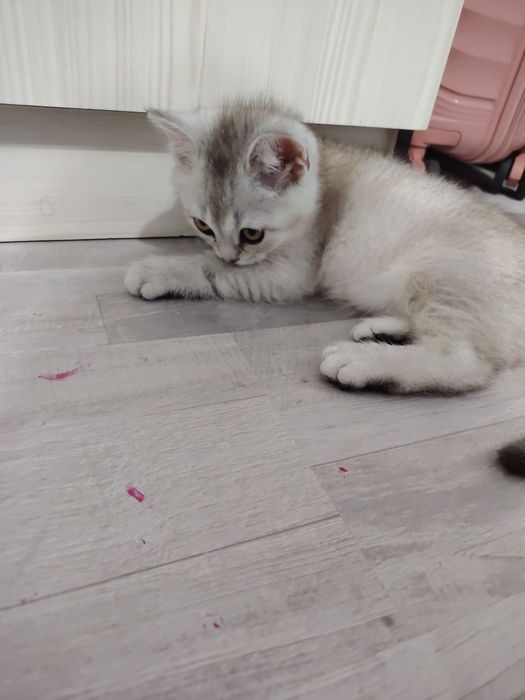 Британская короткошерстная