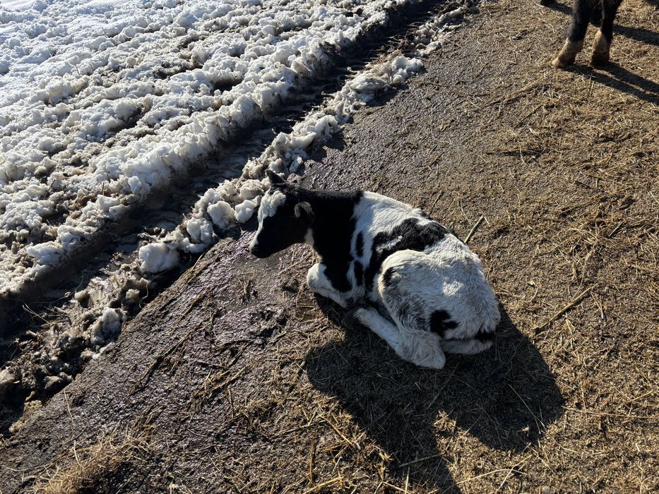 Vitei si vitele sugari