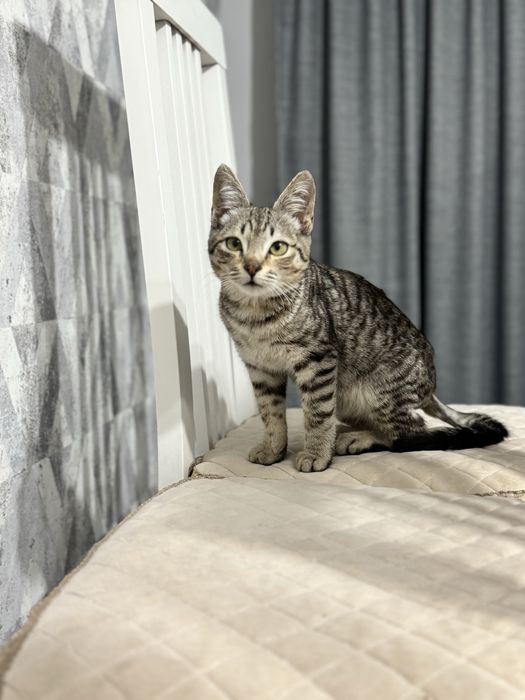 Котенка в добрые руки