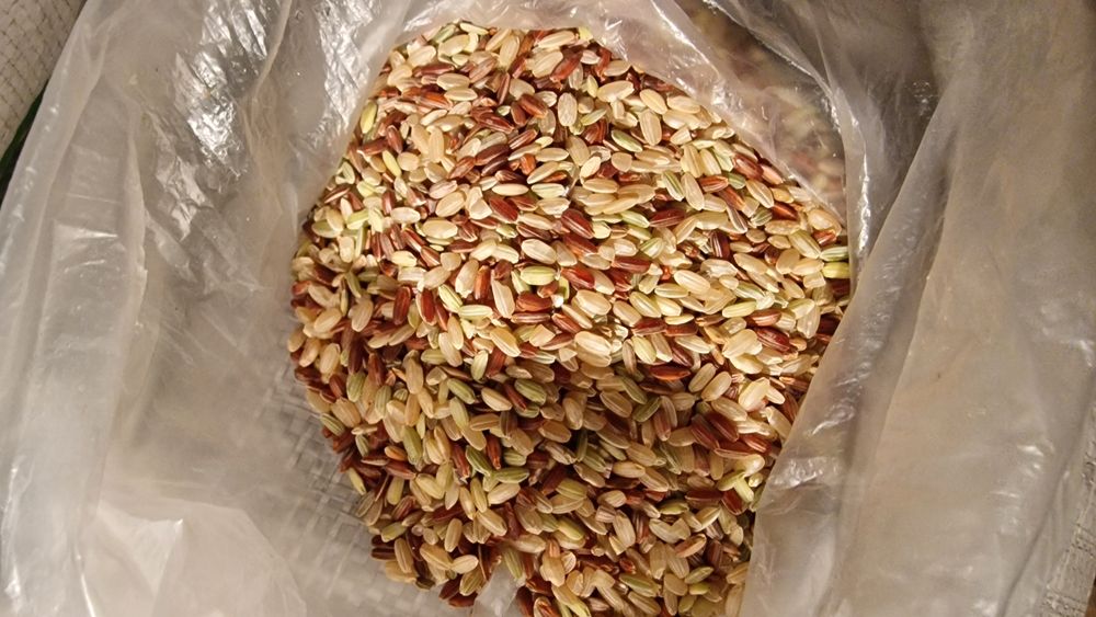 Продаю Чёрный рис