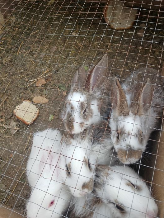 кролик крольчата