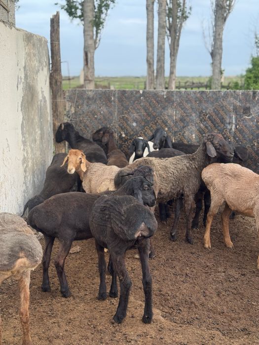 Тоқты еркек ұрғашы