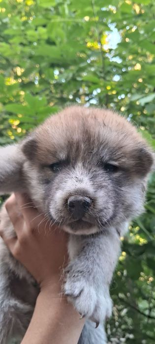 Хаски кучиклари сотилади.