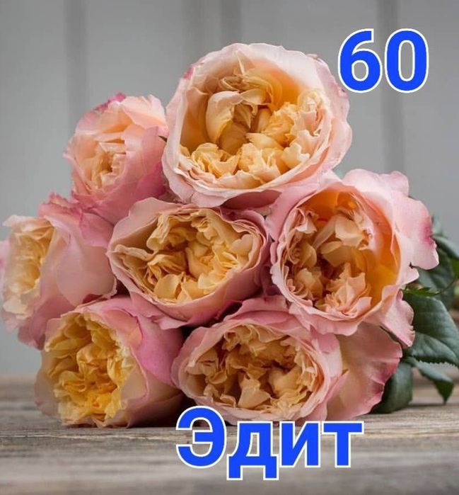 Atirgul ko'chatlari sotiladi