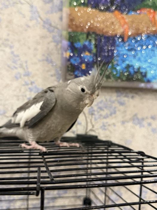 Попугай Корелла безщёкая