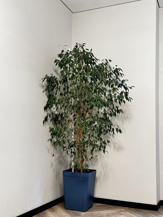 Фикус комнатное растение