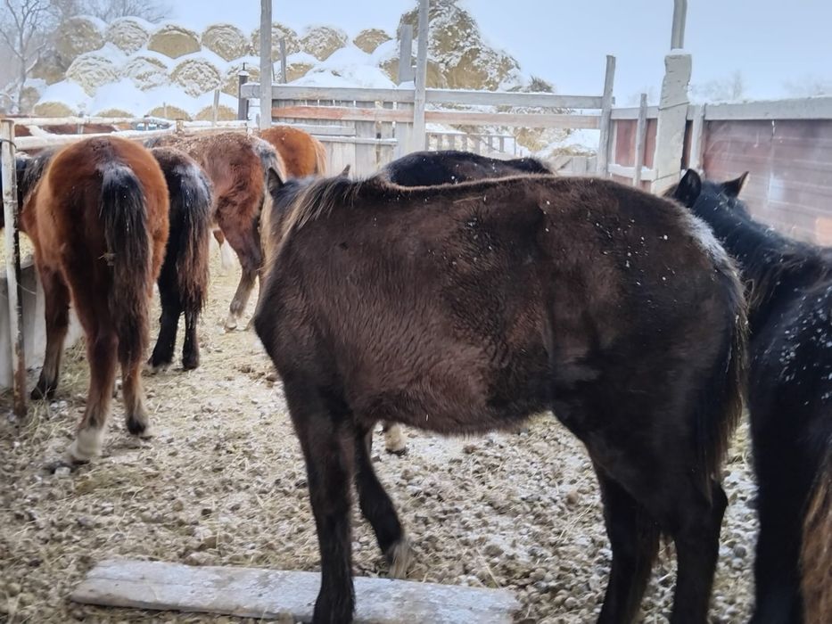 Жеребёнок 10 месяцев продается