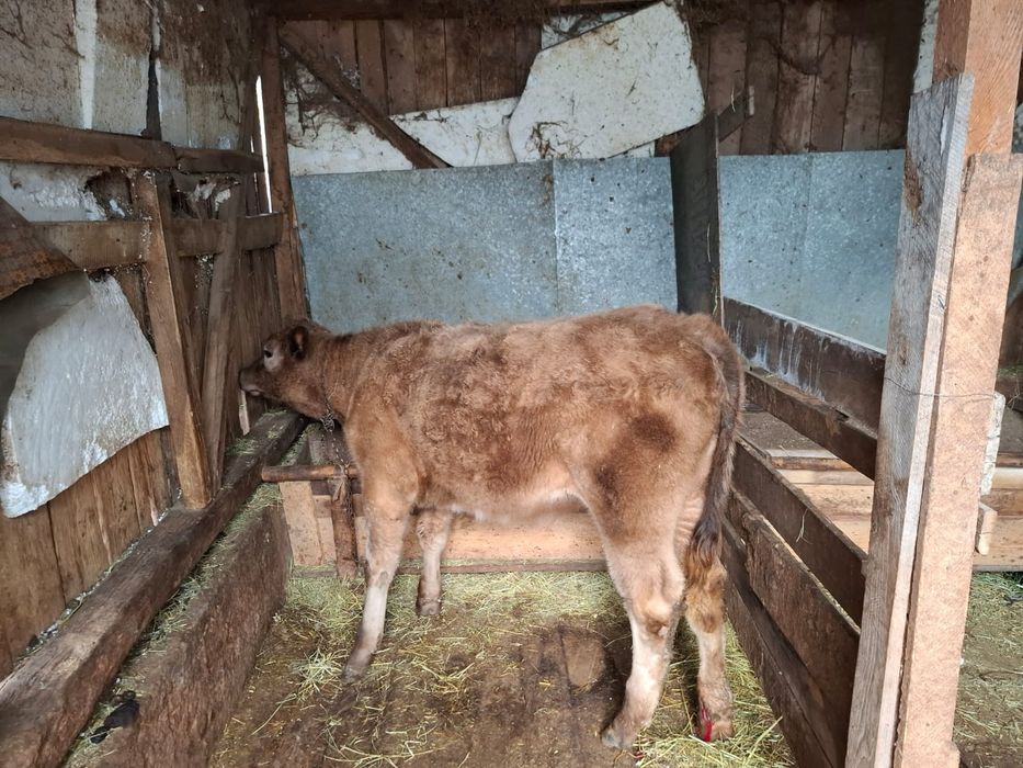 Vând taur si vitea angus