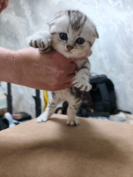 Шотландские котята