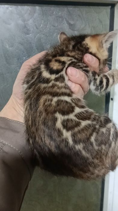 Срочна бингали продаётся