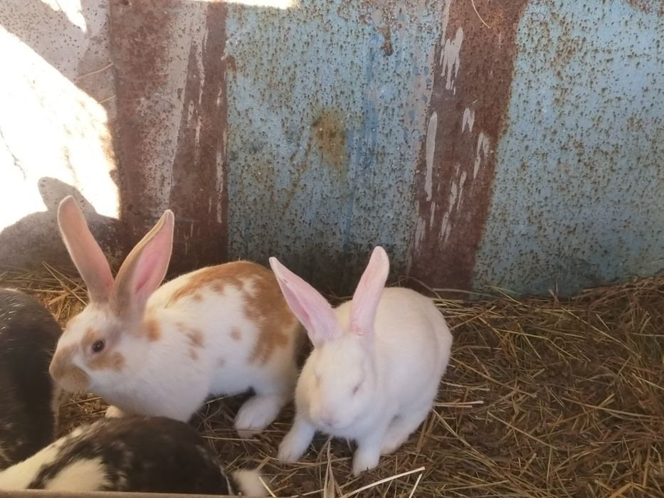 Крольчата  продам