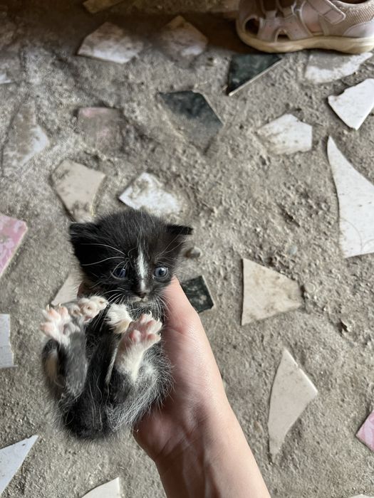 Продам котят 2 девочки
