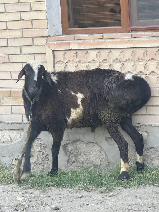 Uyda yaxshi boqilgan zotdor qo'ylar tezda  sotiladi.