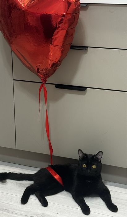 Отдам кота бомбея