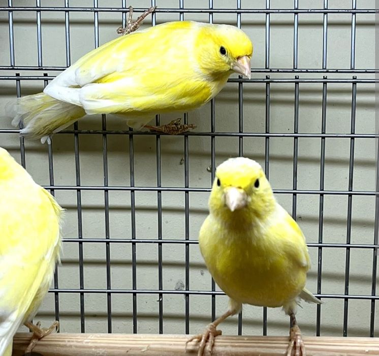 Канарейки  продам канареек и кенаров