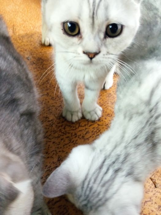 Котенок серебро  британка страйт