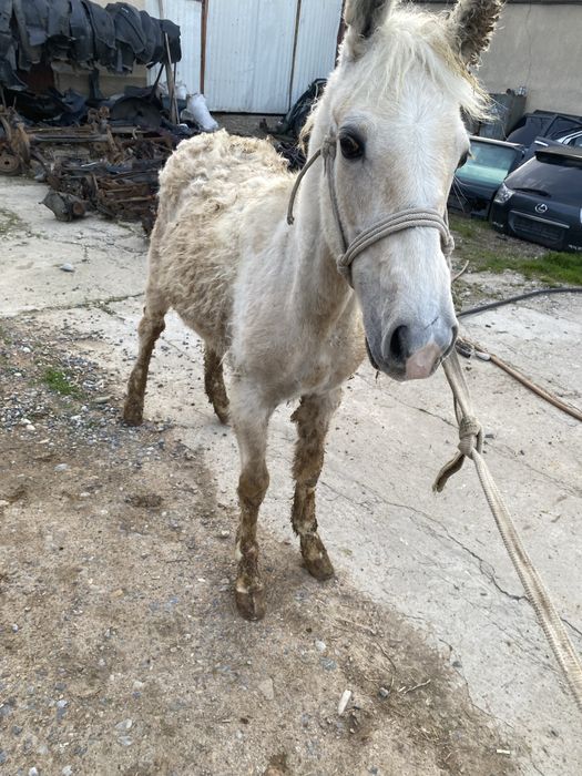 Тай сатылады еркек