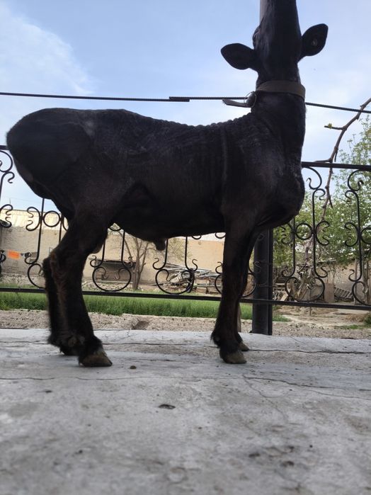 Qizil kashtan qochqor sotiladi