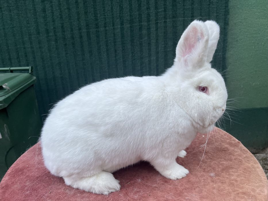 Vând iepuri neozeelandezi