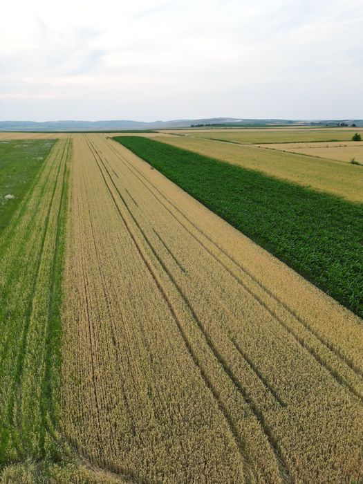 Teren de vânzare – 2.800 mp – între Frumoasa și Liteni