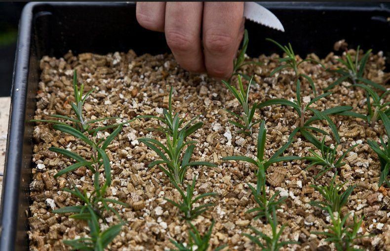 Вермикулит в агро. Производитель. 50л мешок