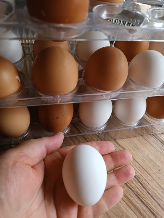 Продам домашние яйца