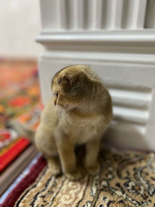 Продаётся шиншила вислоухая кошечка