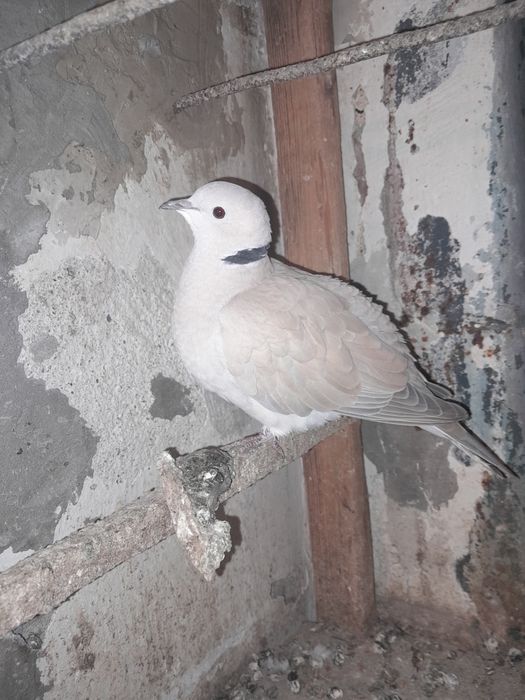 Продавам гугутка/скумрук