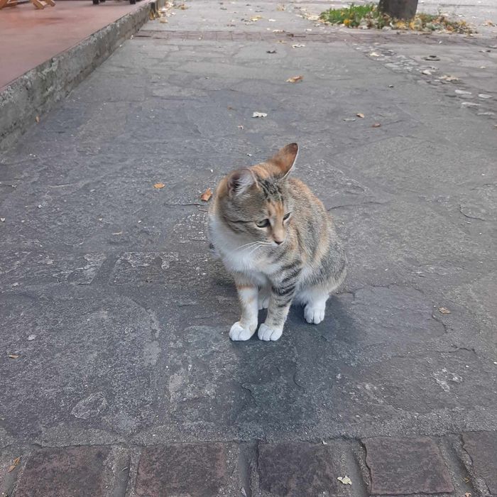 Трицветна котка търси дом, много добра и гальовна