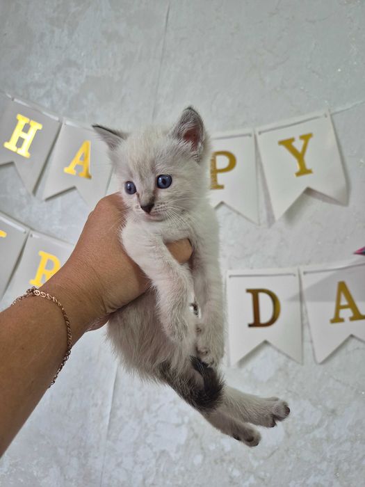 Дарю котят, возможно доставка.