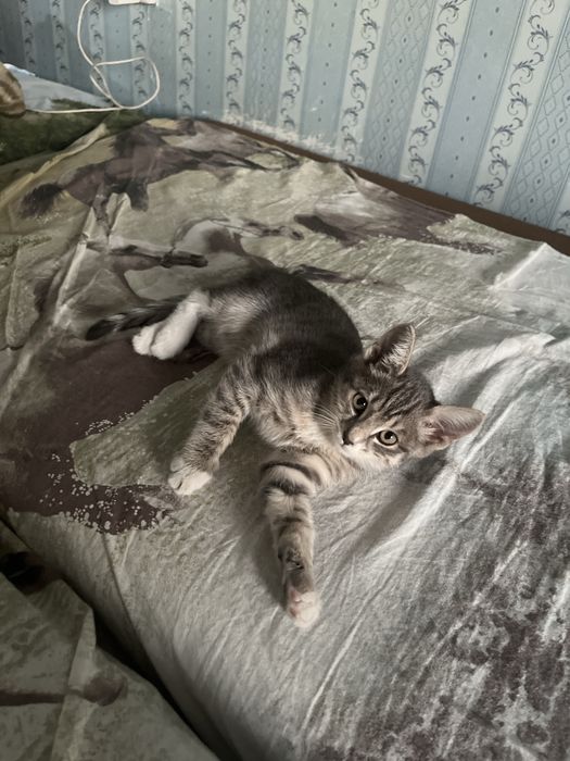 Отдам кошку мальчик