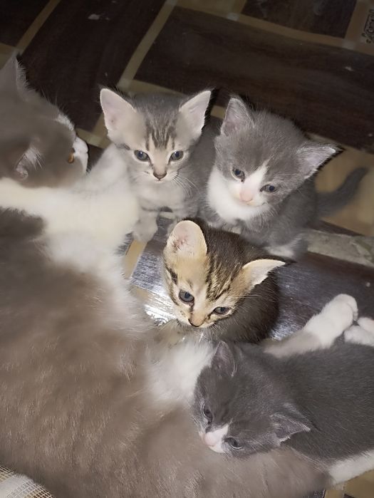 Отдам котят в добрые руки